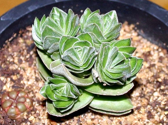 Crassula_Buddha_Templeũ󽽶.jpg