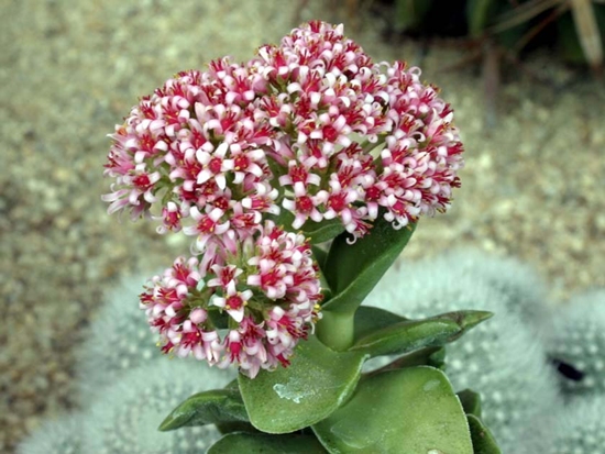 Crassula_cv_Morgan-Beauty.jpg