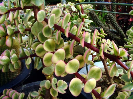Portulacaria_afra_v_folisƾǹ.jpg
