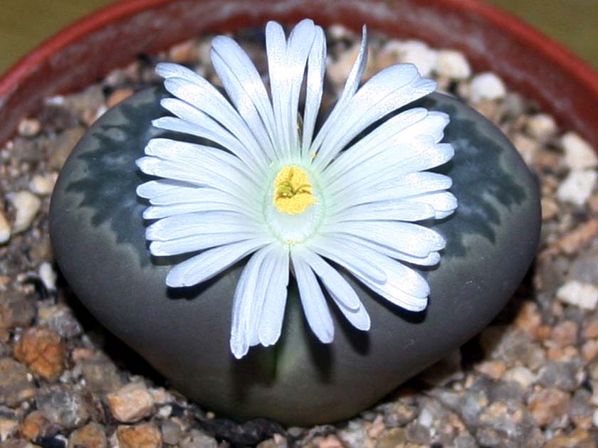 Lithops_salicola̺.jpg
