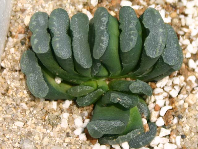 Haworthia_truncata.jpg