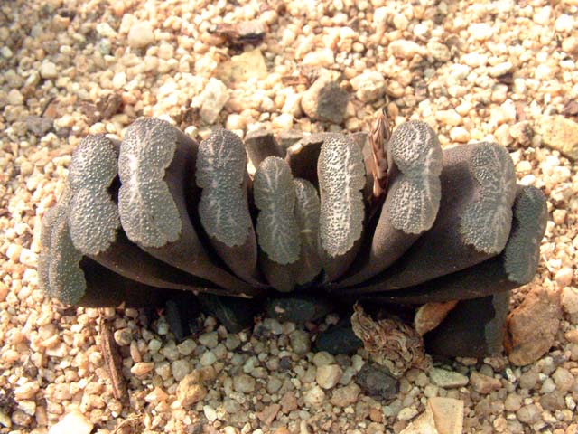 Haworthia_truncata_1.jpg