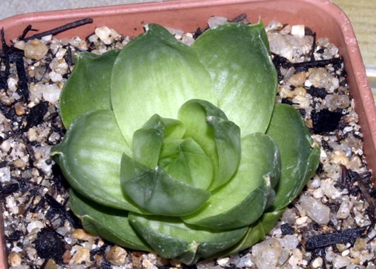 Haworthia_cymbiformis_var_ramosa.jpg