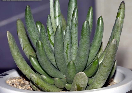 Senecio_scaposus.jpg