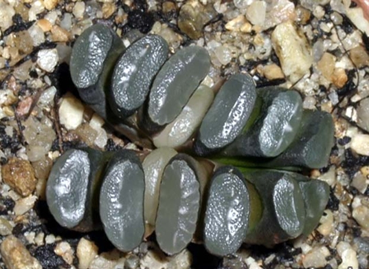 Haworthia_truncata_x_maughanii .jpg