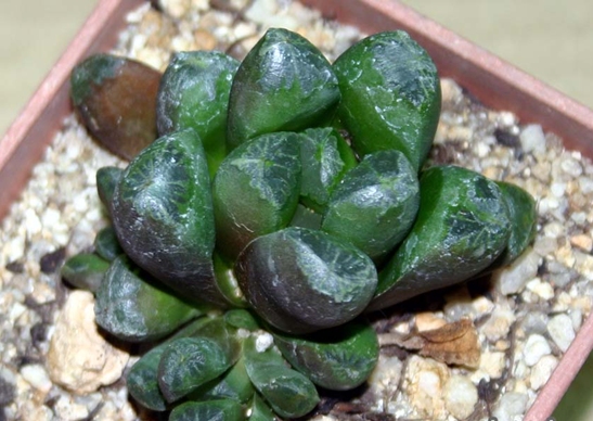 Haworthia_truncata_x_cooperiû .jpg