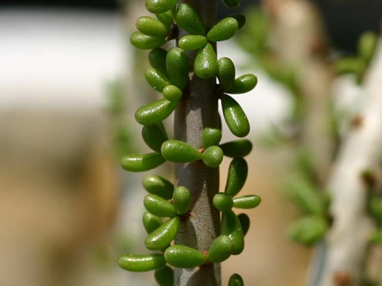 Ceraria_namaquensis.jpg
