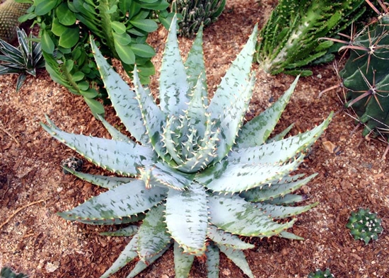 Aloe_peglerae.jpg