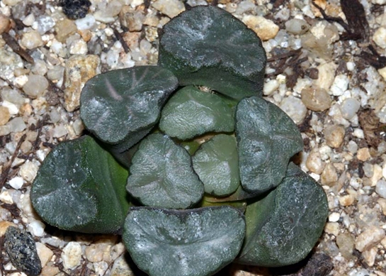 Haworthia_truncata_var_maughanii.jpg