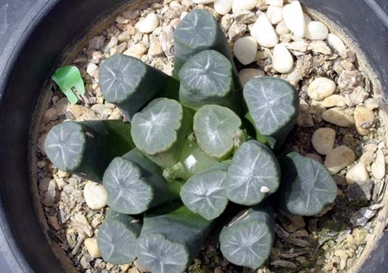 Haworthia_truncata_var_maughanii_3.jpg