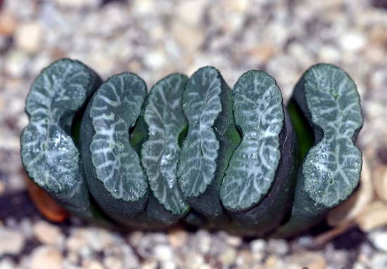 Haworthia_truncata_var_maughanii_2.jpg