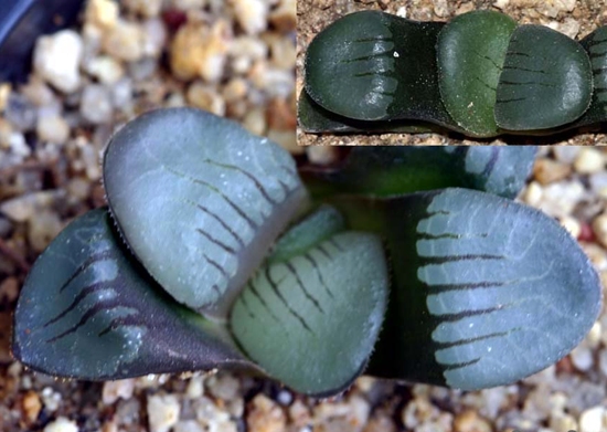 Haworthia_springbokvlakensis纹.jpg