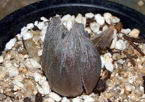 Haworthia_spϿġ.jpg