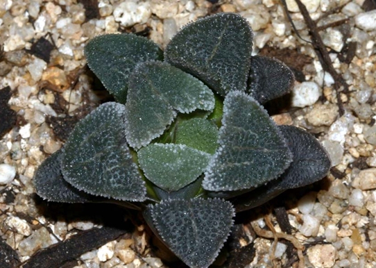 Haworthia_schldtiana_var_major.jpg