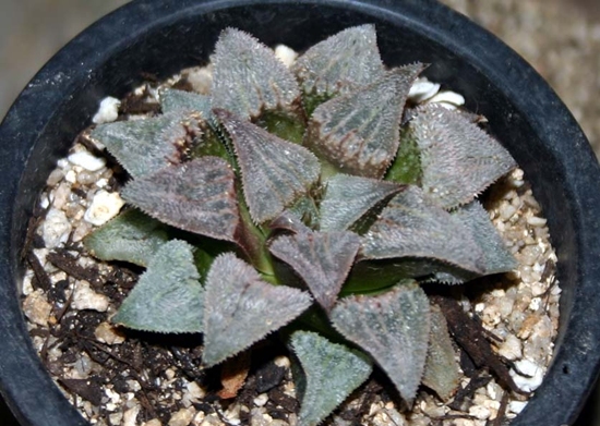 Haworthia_schldtiana_var_major_1.jpg