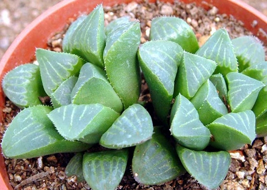 Haworthia_retusa.jpg