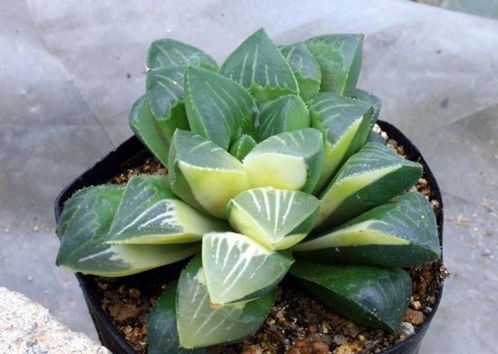 Haworthia_retusa_variegata.jpg