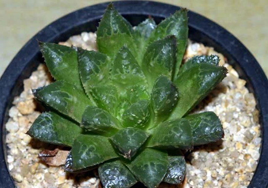 Haworthia_reticulataûڹ.jpg