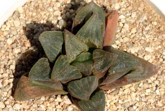 Haworthia_pygmaeǱ׸.jpg