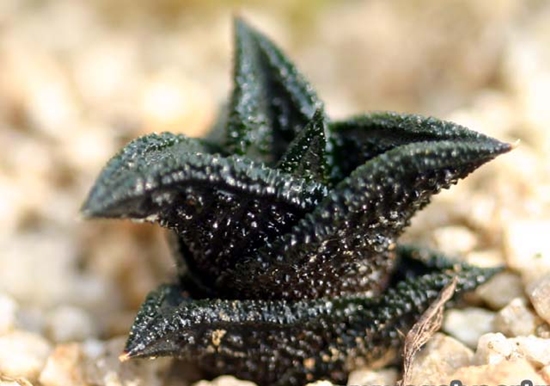 Haworthia_nigra汳.jpg