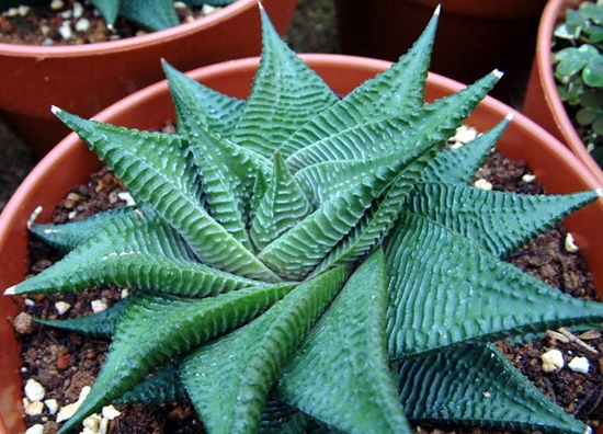 Haworthia_limifolia.jpg
