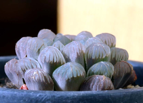 Haworthia_cooperi_var_truncata_1.jpg