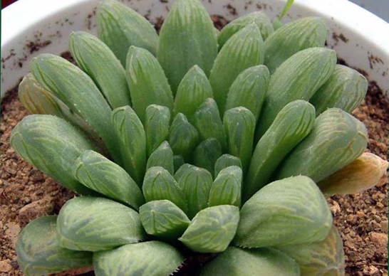 Haworthia_cooperi_v_pilifera.jpg