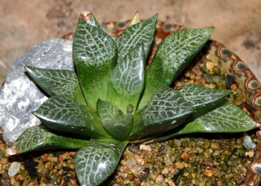 Haworthia_comptoniana.jpg