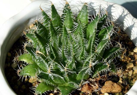 Haworthia_arachnoidea_v_xiphiophylla.jpg