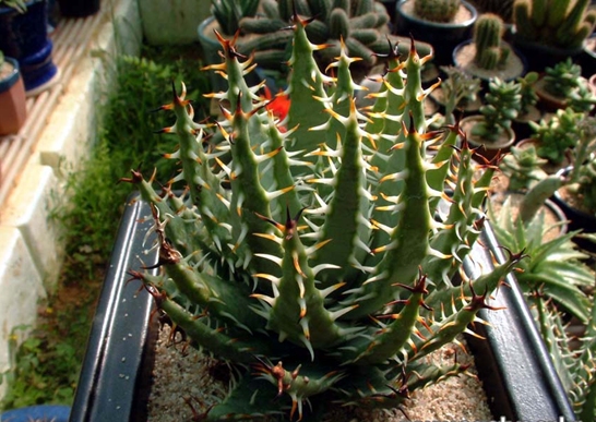 Aloe_erinacea.jpg