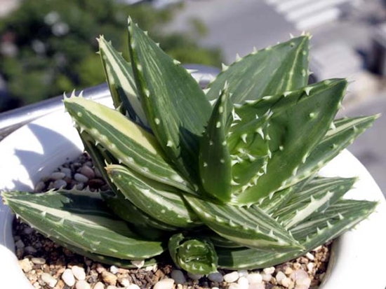 Aloe_nobilis.jpg