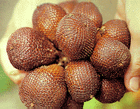 salak.gif