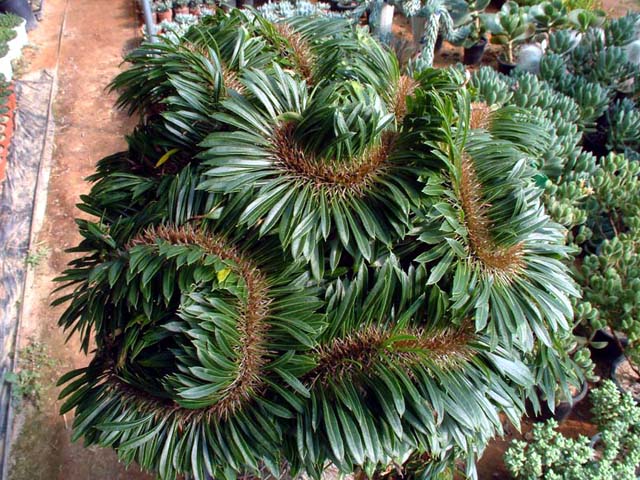 Pachypodium_lamerei_crest.jpg