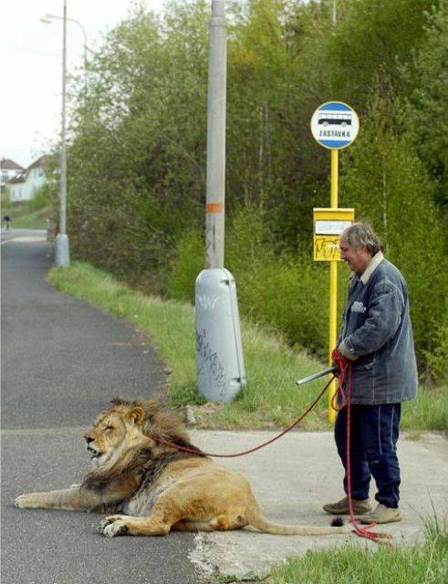 strange-pet-walking05.jpg