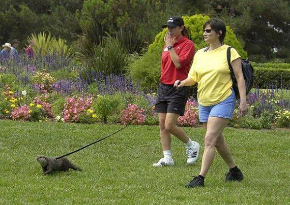 strange-pet-walking02.jpg