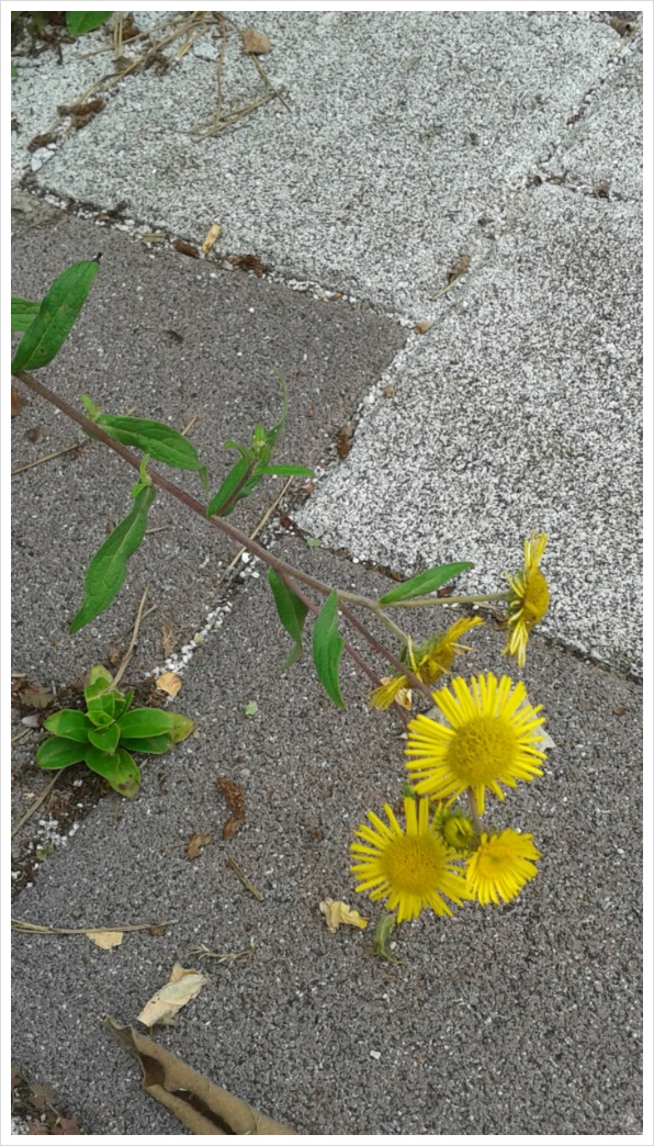 2017��7��23�� �������� �ݺ���1.jpg