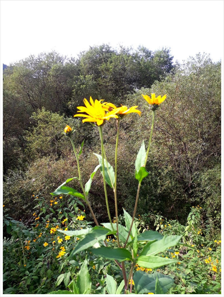 2017��10��3�� �׵���.jpg