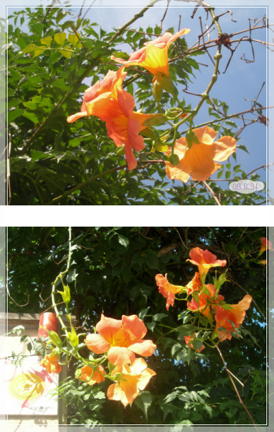 8��31�� �ɼ�ȭ.jpg