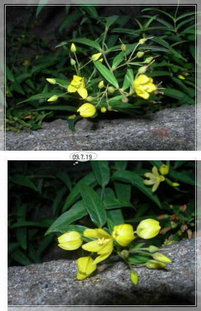 09��7��19�� �̸�ã��.jpg