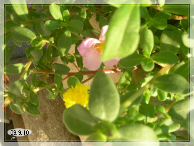 09��9��10�� ä��ȭ.jpg