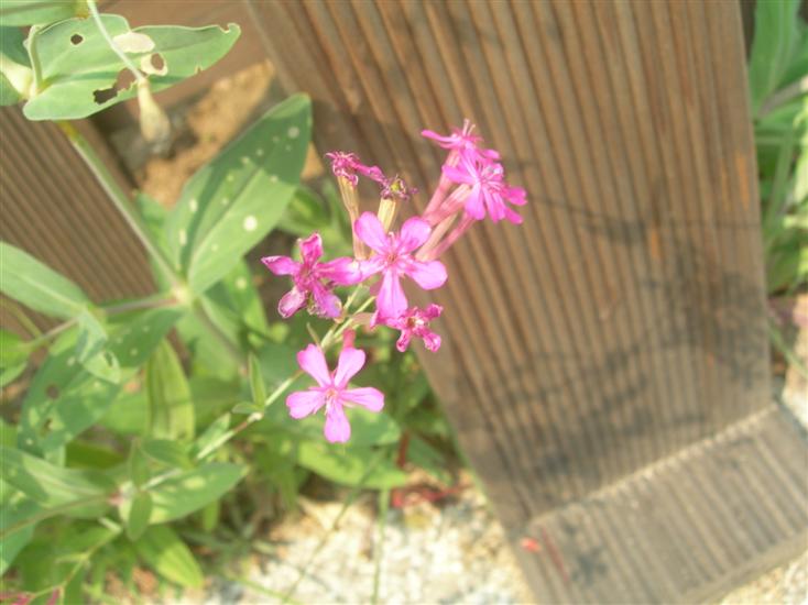 09��10��2�� �����̴볪��1.jpg