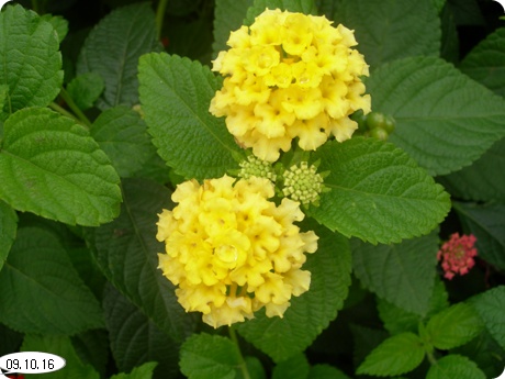 09��10��16�� ��Ÿ�����7.jpg