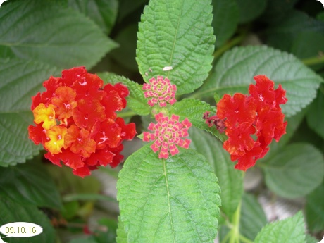 09��10��16�� ��Ÿ�����8.jpg