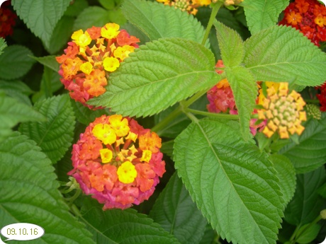 09��10��16�� ��Ÿ�����10.jpg