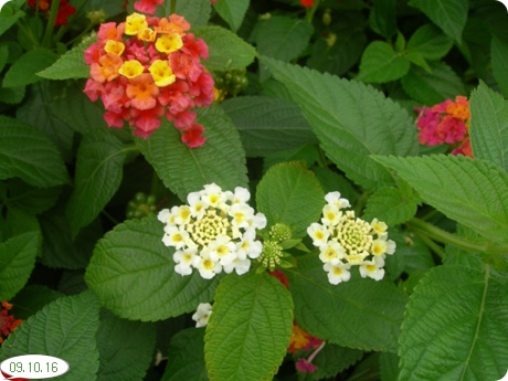 09��10��16�� ��Ÿ�����1.jpg