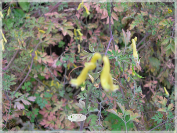 10��6��30�� �ű����ָӴ�2.jpg