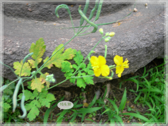 10��6��30�� �ֱ��Ǯ.jpg