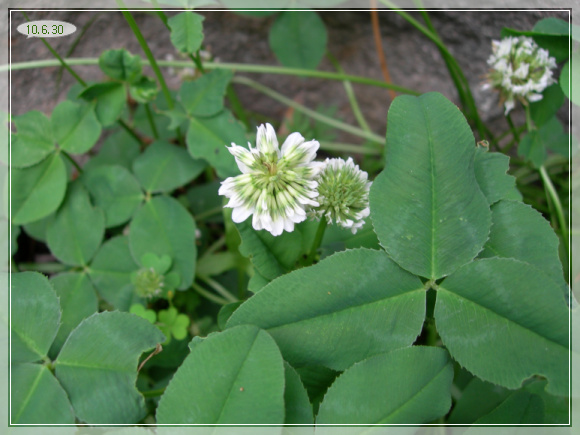 10��6��30�� �䳢Ǯ.jpg