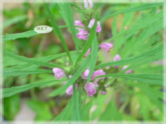 10��8��7�� �͸���.jpg