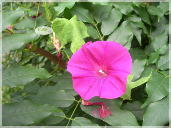 10��9��5�� ���Ȳ�.jpg